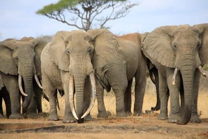 7-Day Private Safari to Amboseli National Park and Masai Mara - Private 7-day safari for Amboseli and Masai Mara: what you’re paying for