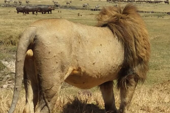 7-Day Private Safari to Amboseli National Park and Masai Mara - Lake Naivasha: papyrus edges, cool-water peace, and big bird energy