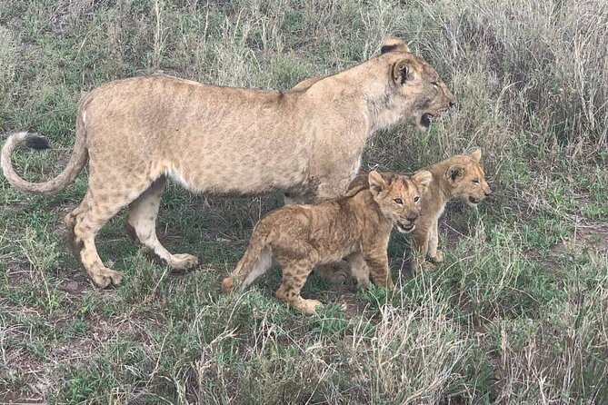7-Day Private Safari to Amboseli National Park and Masai Mara - Lake Nakuru: flamingo numbers, rhinos, and a high chance of bird drama