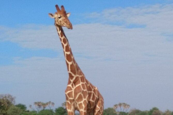 7-Day Private Safari to Amboseli National Park and Masai Mara - Getting the most from the vehicle: private means you can adjust