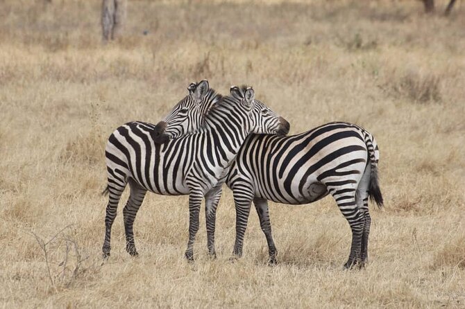 7-Day Private Safari to Amboseli National Park and Masai Mara - Food and lodge timing: why it keeps the safari enjoyable