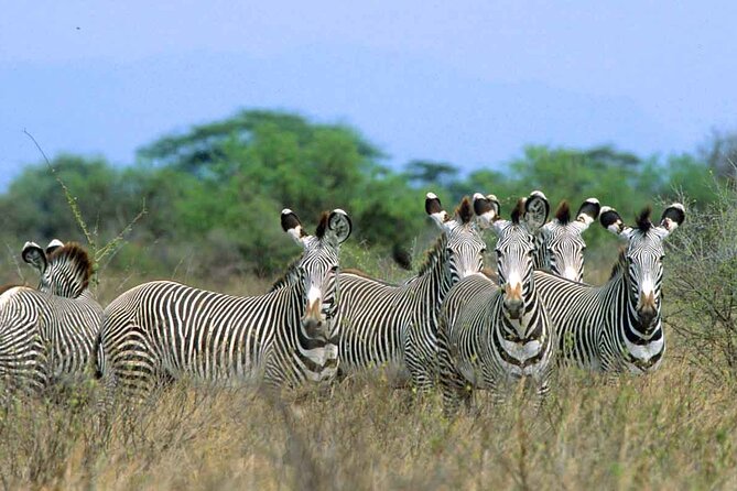 7-Day Private Tour in Kenya National Parks From Nairobi / Mombasa - Day 3: Lake Nakuru, flamingos on a shallow alkaline lake, plus rhino country