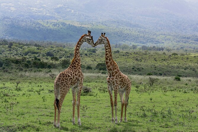7-Day Private Tour in Kenya National Parks From Nairobi / Mombasa - Day 4: Lake Naivasha and Hell’s Gate, bikes if you want them, optional boat time if you prefer calm