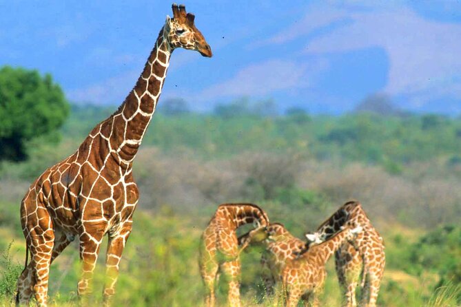 7-Day Private Tour in Kenya National Parks From Nairobi / Mombasa - Days 5 and 6: Amboseli National Park twice, Kilimanjaro views and Observation Hill