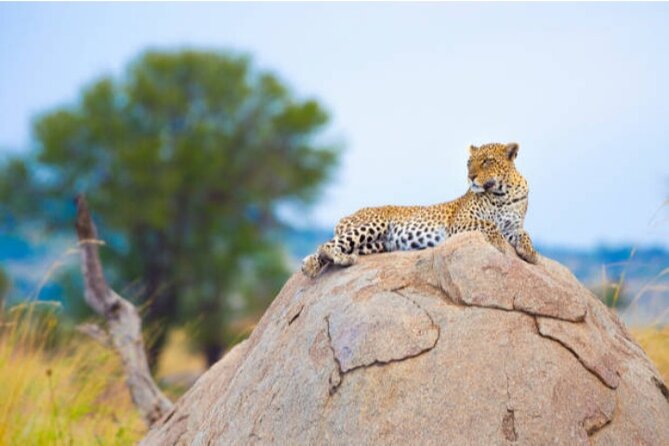 7-Day Safari to Maasai Mara, Lake Naivasha and Amboseli from Nairobi - From Nairobi to Maasai Mara, Rift Valley views set the tone