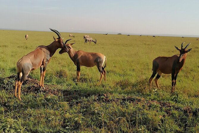 7-Day Safari to Maasai Mara, Lake Naivasha and Amboseli from Nairobi - Naivasha plus Hells Gate biking and a Lake boat ride