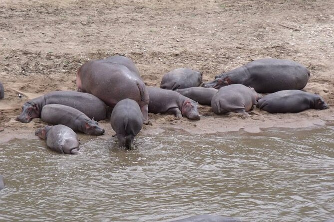 7-Day Safari to Maasai Mara, Lake Naivasha and Amboseli from Nairobi - Price and value: what $1,167.20 really covers