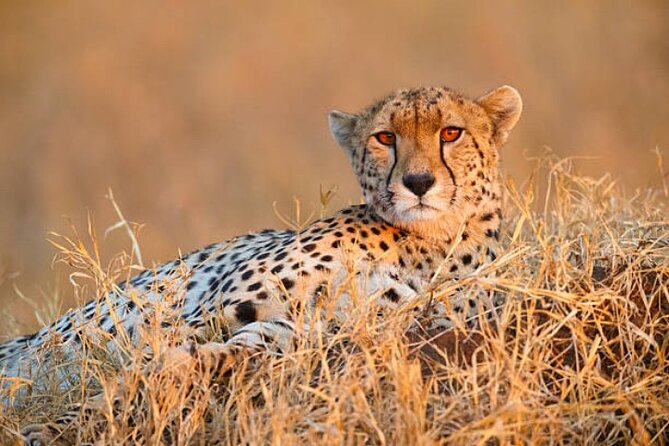 7-Day Safari to Maasai Mara, Lake Naivasha and Amboseli from Nairobi - Big cats and the Mara River day, with a real rhythm
