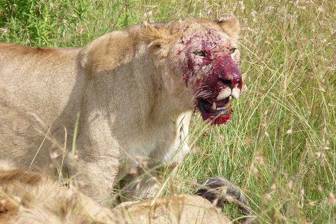 7 Days Amboseli-Lake Naivasha-Lake Nakuru & Masai Mara - Maasai Mara Day 5-6: golden savannah, cheetah drama, and the migration season build-up