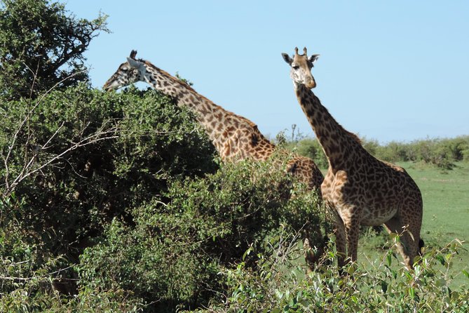 7 Days Amboseli-Lake Naivasha-Lake Nakuru & Masai Mara - Nairobi Day 7: Maasai village context and a clean finish back to the city