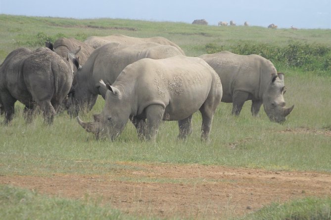 7 Days Amboseli-Lake Naivasha-Lake Nakuru & Masai Mara - Price and what $2,985.08 covers, in real terms