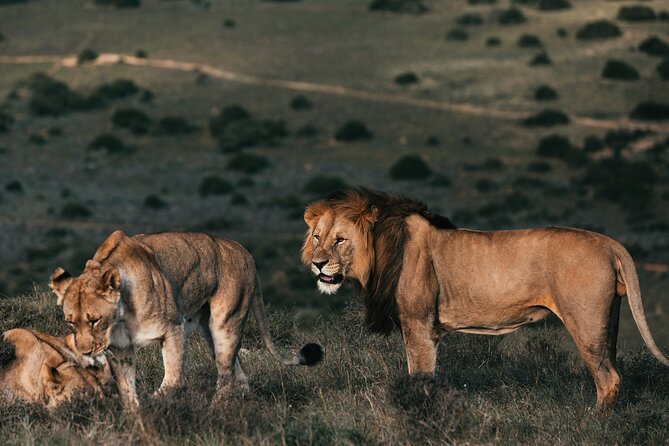 7 Days Best of Kenya Wildlife Safari - From Nairobi to Masai Mara, the Rift Valley drive that sets the tone