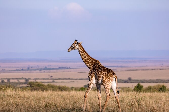7 Days Best of Kenya Wildlife Safari - Amboseli two-drive strategy, why the timing matters