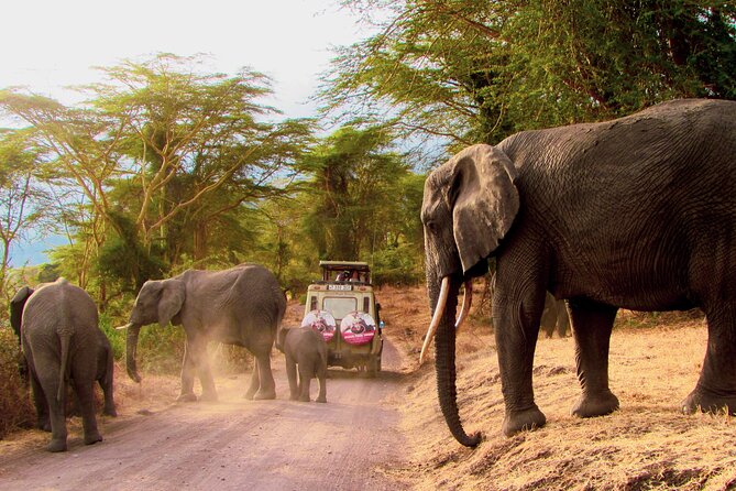 7 Days Best of Kenya Wildlife Safari - Lake Nakuru’s bird spectacle, plus Lake Naivasha boat time