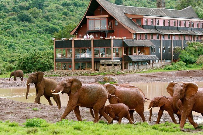 7 Days Breathtaking Kenya Wildlife Private Safari - Day 1: Amboseli eco-system, lunch on arrival and an evening drive