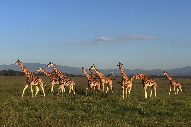 7 days Group Safari Masai Mara Lake Nakuru Hells gate & Amboseli - Lake Nakuru: flamingos, rhinos, and Makalia waterfalls inside the park