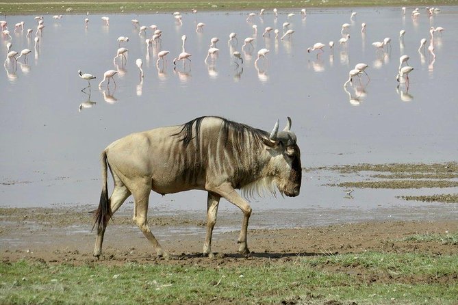 7 Days Into the Wild Wonder : Lodge Safari with Private 4x4 JEEP - Day 3: Lake Nakuru’s rhino conservation story, plus flamingos at dusk