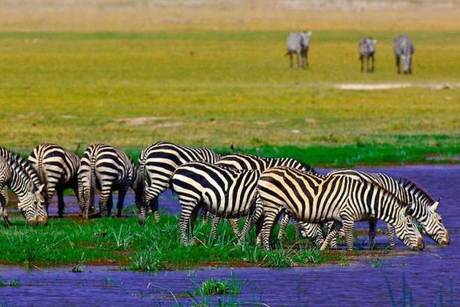 7 Days Into the Wild Wonder : Lodge Safari with Private 4x4 JEEP - Day 5: Into Amboseli for Mount Kilimanjaro backdrops and elephant-focused drives
