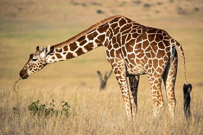 7 Days Kenya Luxury Safaris - Masai Mara NR, Amboseli NP and Lake Nakuru NP - A private Kenya luxury safari built around prime wildlife areas
