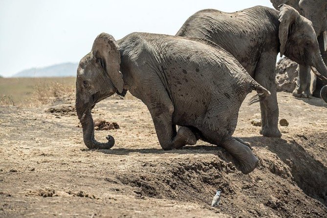 7 Days Kenya Luxury Safaris - Masai Mara NR, Amboseli NP and Lake Nakuru NP - The Rift Valley to Lake Nakuru: cooler air, rhinos, and flamingoes