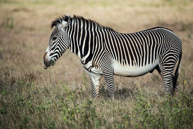 7 Days Kenya Luxury Safaris - Masai Mara NR, Amboseli NP and Lake Nakuru NP - Masai Mara National Reserve on Day 5: arrive, settle, then hunt the best light