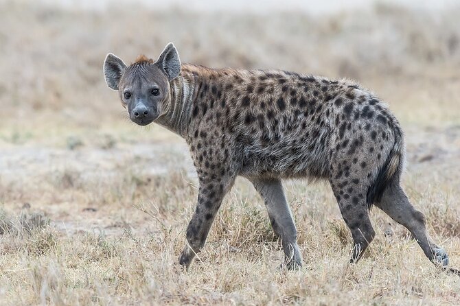 7-Days Kenya Safari Samburu, Aberdare, Lake Nakuru, & Maasai Mara - Why this 7-day private circuit works from Nairobi