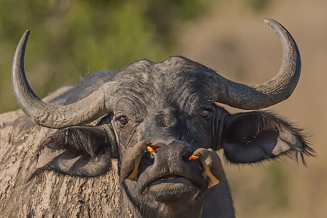 7-Days Kenya Safari Samburu, Aberdare, Lake Nakuru, & Maasai Mara - Price and logistics: does $4,990 feel like value?