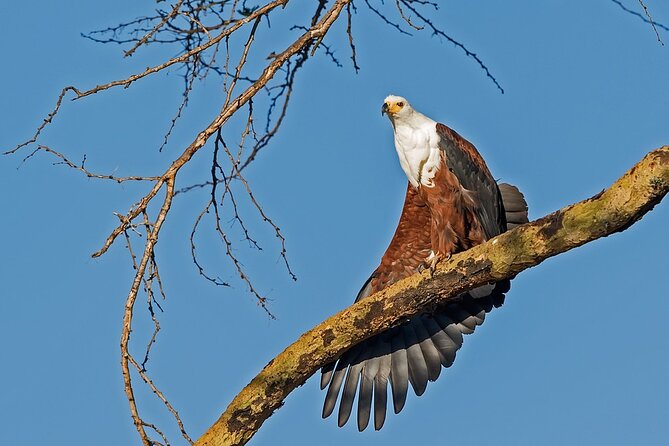 7-Days Kenya Safari Samburu, Aberdare, Lake Nakuru, & Maasai Mara - Getting the most from each day, without burning out