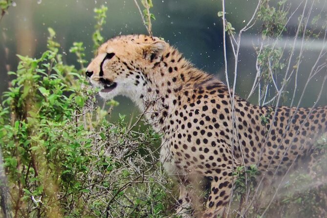 7 Days Kenyan Safaris - Key Takeaways