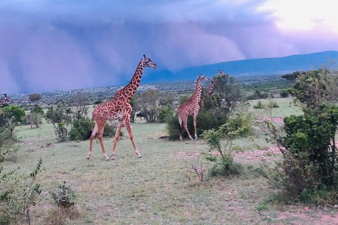 7 Days Kenyan Safaris - Nairobi to the Big Game Circuit, and Why It Feels Personal