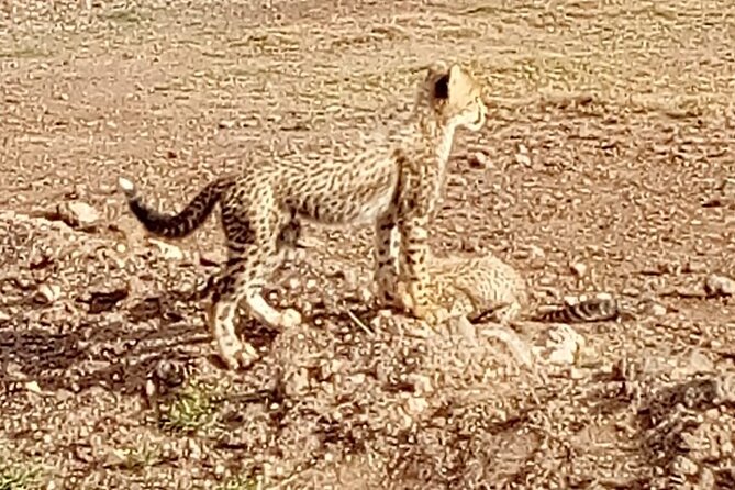 7 Days Kenyan Safaris - Lake Naivasha: Boat Time, Birding, and a Walking Option
