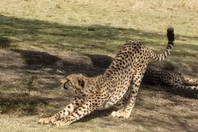 7 Days Kenyan Safaris - Price and What You Actually Get for $1,550