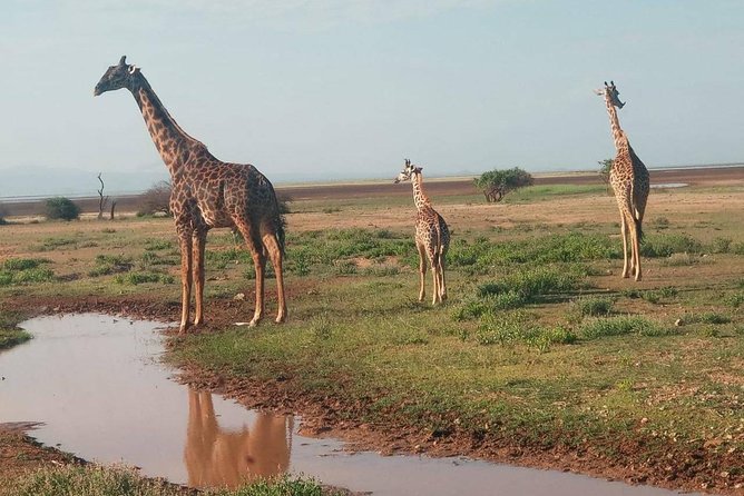7 Days maasai mara - lake nakuru - lake naivasha- amboseli safari. - Price and value: $1,400 for four parks and daily meals