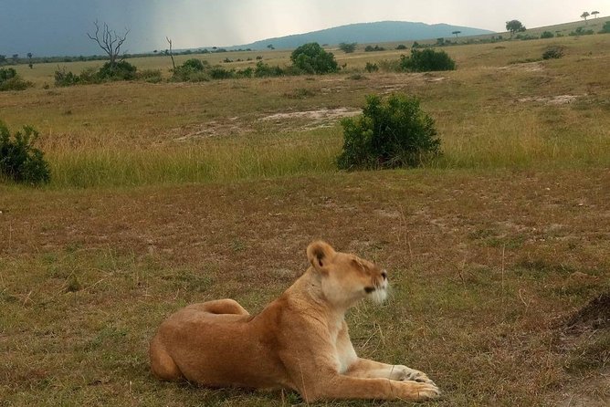 7 Days maasai mara - lake nakuru - lake naivasha- amboseli safari. - Day 2 in Maasai Mara: full day game viewing plus hippo pool lunch