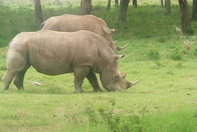 7 Days maasai mara - lake nakuru - lake naivasha- amboseli safari. - Day 4 Lake Nakuru and Lake Naivasha: flamingos, white rhino sanctuary, and optional boats