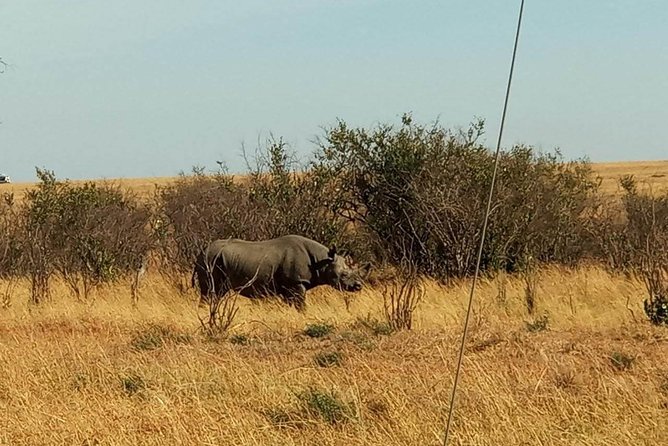 7 Days maasai mara - lake nakuru - lake naivasha- amboseli safari. - Day 6 Amboseli in full: elephants and hippos in swampy grounds