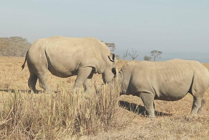 7 Days maasai mara - lake nakuru - lake naivasha- amboseli safari. - Day 1 in Maasai Mara: the Rift Valley viewpoints and your first evening drive