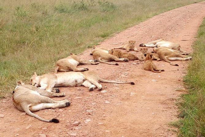 7 Days Maasai Mara, Lakes Nakuru, Naivasha & Amboseli Group Tour - A value check before you book: what $1,200 buys you