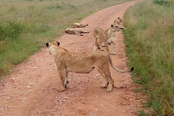7 Days Maasai Mara, Lakes Nakuru, Naivasha & Amboseli Group Tour - Day 6: Amboseli elephants, swampy bathing areas, and Kilimanjaro checks