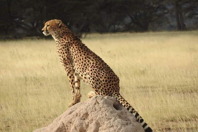 7 Days Maasai Mara National park , Amboseli parks and Nakuru safaris - Maasai Mara Arrival via Narok: Culture Meets Acacia Country