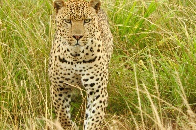 7 Days Maasai Mara National park , Amboseli parks and Nakuru safaris - The Rift Valley Transfer to Lake Nakuru: Flamingos and Big Five Time