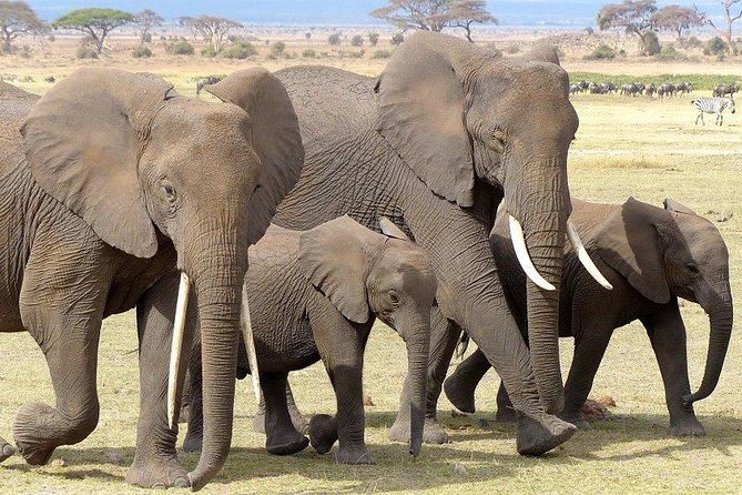 7 Days Mara/L.Naivasha/L.Nakuru/Amboseli - Day 3: Lake Naivasha Morning Game Drive and Hell’s Gate After Lunch