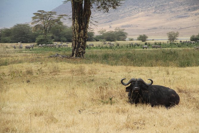 7 Days Mara/L.Naivasha/L.Nakuru/Amboseli - Day 4: Lake Nakuru for Flamingoes and Mt. Longonot Distance Views