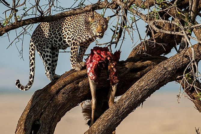 7 Days Mara/L.Naivasha/L.Nakuru/Amboseli - Day 6: Amboseli Early Drive and Full Wildlife Variety