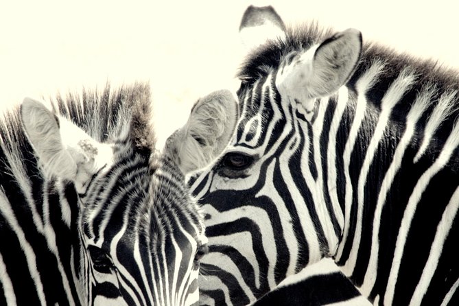 7 Days Masai Mara / Lake Nakuru / Lake Naivasha / Amboseli - Nairobi pickup, briefing, and the small-group safari feel