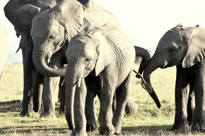 7 Days Masai Mara / Lake Nakuru / Lake Naivasha / Amboseli - Lake Nakuru: rhinos, flamingos, and a lakeside change of pace