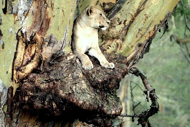 7 Days Masai Mara / Lake Nakuru / Lake Naivasha / Amboseli - Lake Naivasha: boat ride to Crescent Bird Island and a guided walk