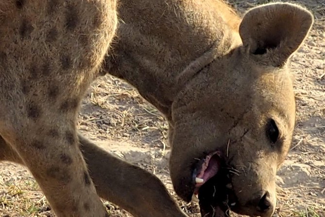 7 Days Masai Mara / Lake Nakuru / Lake Naivasha / Amboseli - Price and logistics: where the value is, and what you should budget separately