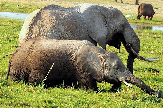 7 Days Masai Mara / Lake Nakuru / Lake Naivasha / Amboseli - Guide and driver quality: how spotting really works