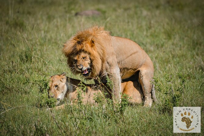 7 Days Masai Mara-Lk. Nakuru-Lk. Naivasha-Amboseli group Safari - Day 3: Maasai Mara to Lake Nakuru, flamingos first, scenery second